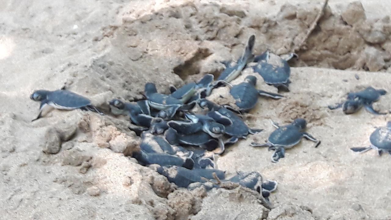 Leatherback Beach Villa Ahungalla Ngoại thất bức ảnh