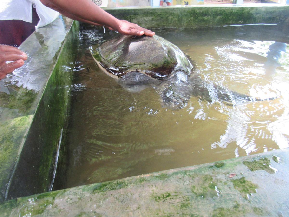 Leatherback Beach Villa Ahungalla Ngoại thất bức ảnh