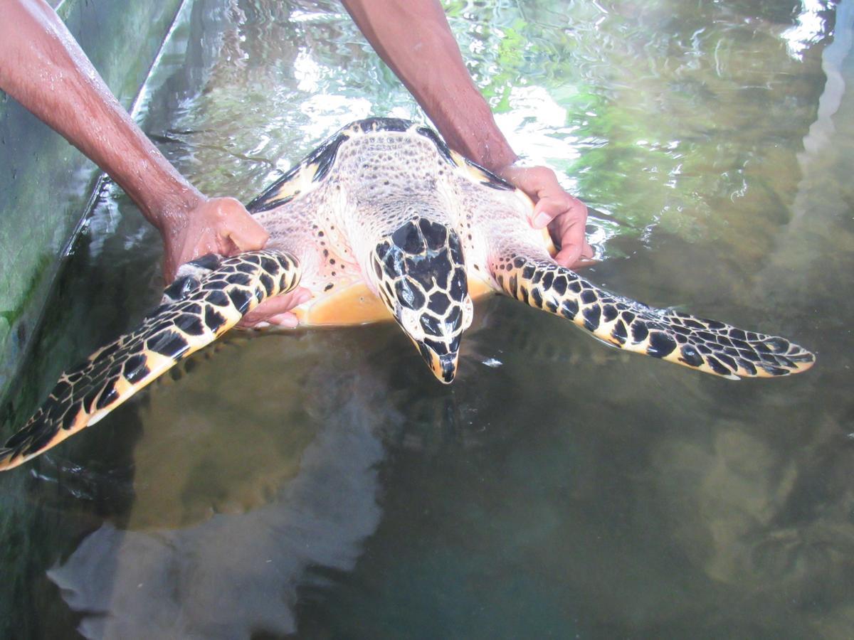 Leatherback Beach Villa Ahungalla Ngoại thất bức ảnh