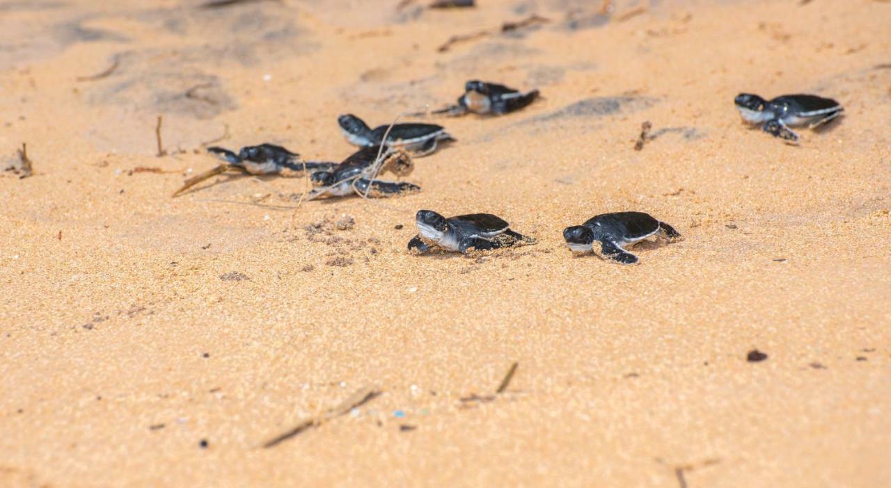 Leatherback Beach Villa Ahungalla Ngoại thất bức ảnh