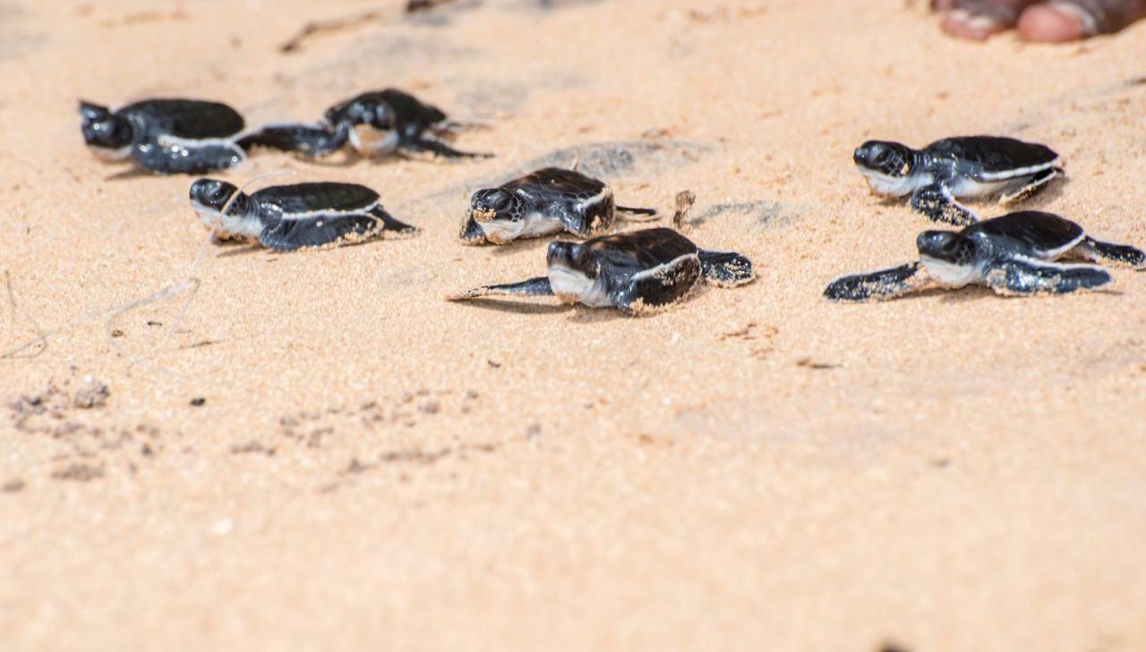 Leatherback Beach Villa Ahungalla Ngoại thất bức ảnh