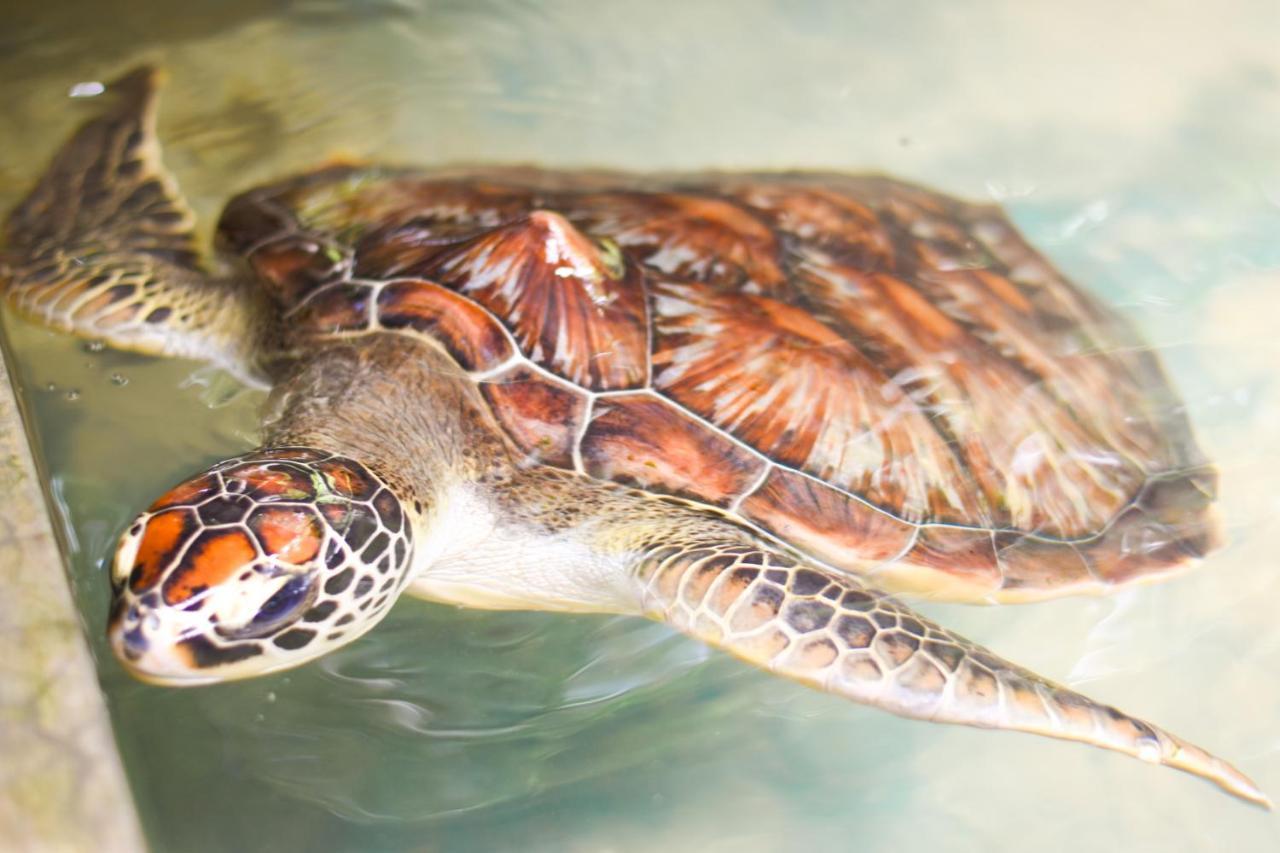 Leatherback Beach Villa Ahungalla Ngoại thất bức ảnh