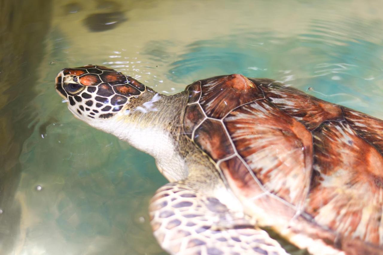 Leatherback Beach Villa Ahungalla Ngoại thất bức ảnh