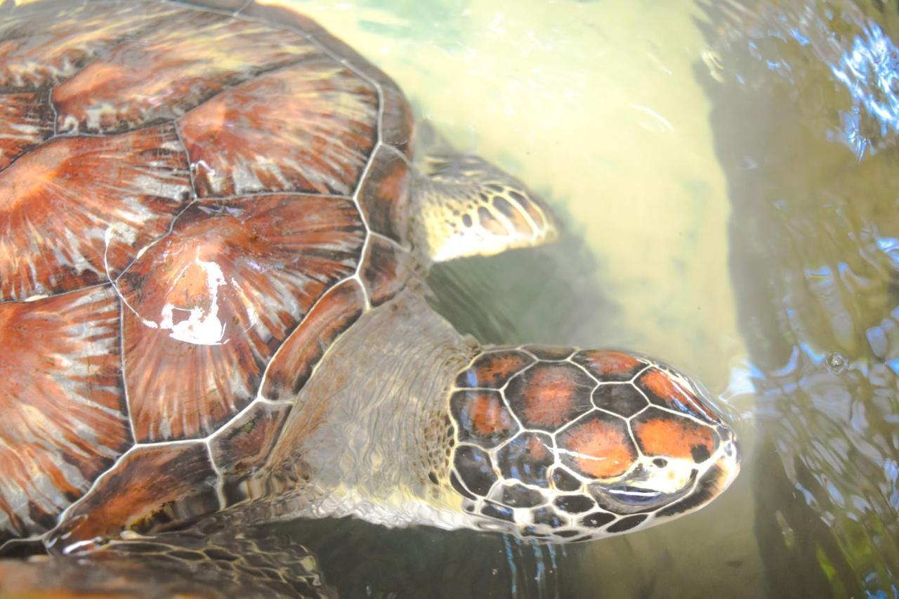 Leatherback Beach Villa Ahungalla Ngoại thất bức ảnh