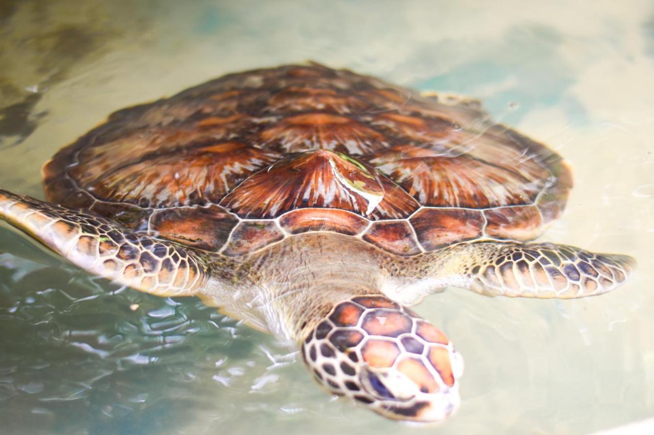 Leatherback Beach Villa Ahungalla Ngoại thất bức ảnh